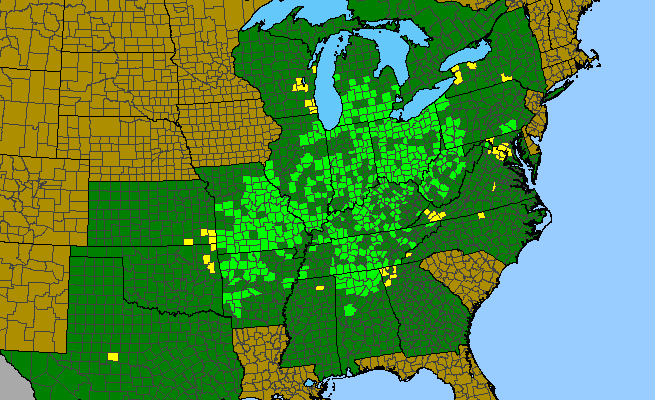 The range of Erigenia bulbosa